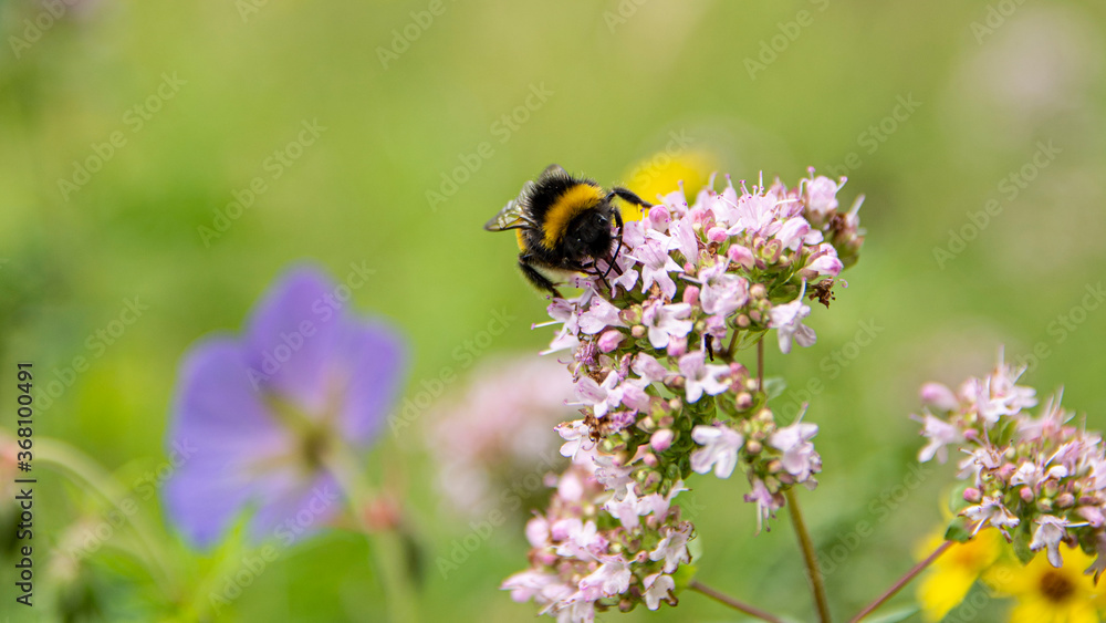 bee on a flower bee on a flower