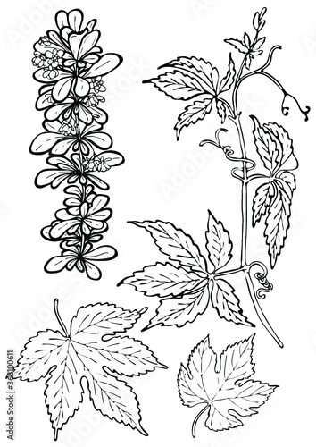 Set of floral elements. Hand drawn vector leaves and branches. Black and white illustration of blooming barberry branch, wild grapes and ivy leaves