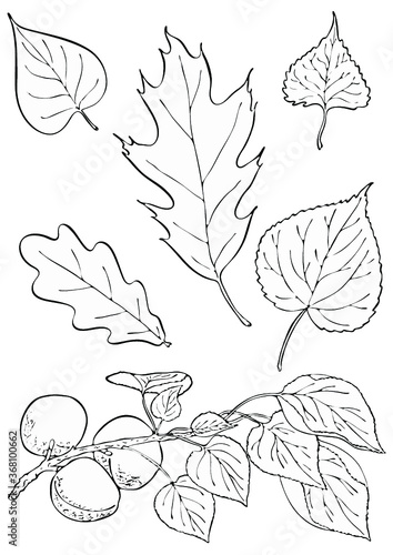 Set of floral elements. Hand drawn vector leaves and branches. Black and white illustration of apricot branch  oak  poplar  linden  lime and lilac leaves
