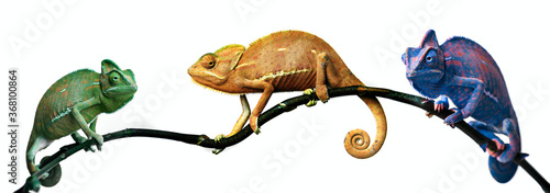 chameleon - in tree cool colors photo