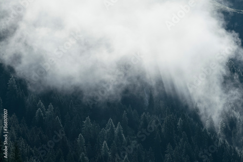 Fog in the pine forest in morning, Dark tone image. Foggy mountain landscape with fir forest, Austria