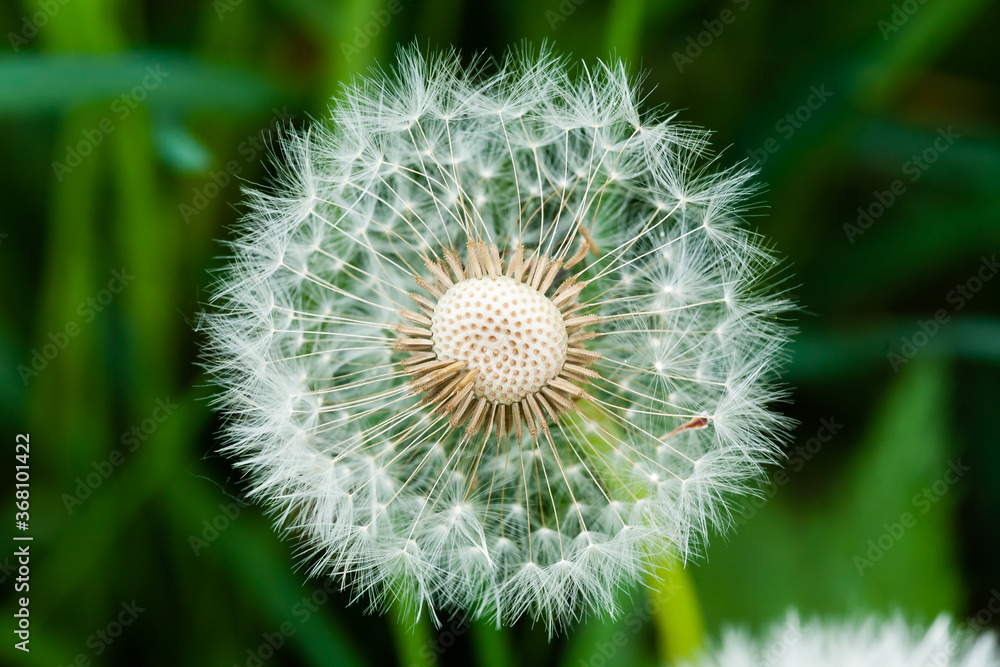 Fototapeta premium A closeup shot of a common dandelion under the sunlight