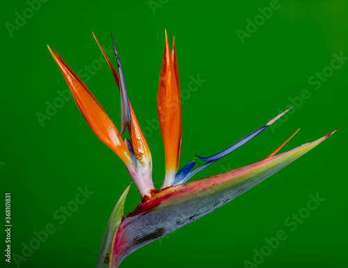 orange flower on green background