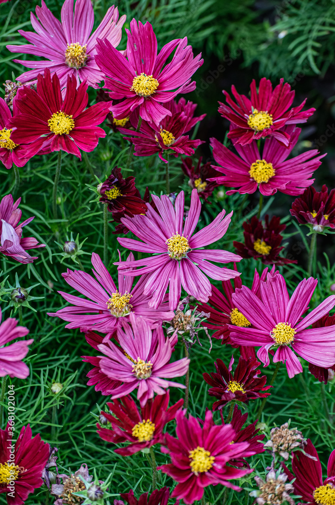 Obraz premium Purple african daisies in bloom. Top view of floral pattern with Osteospermum.