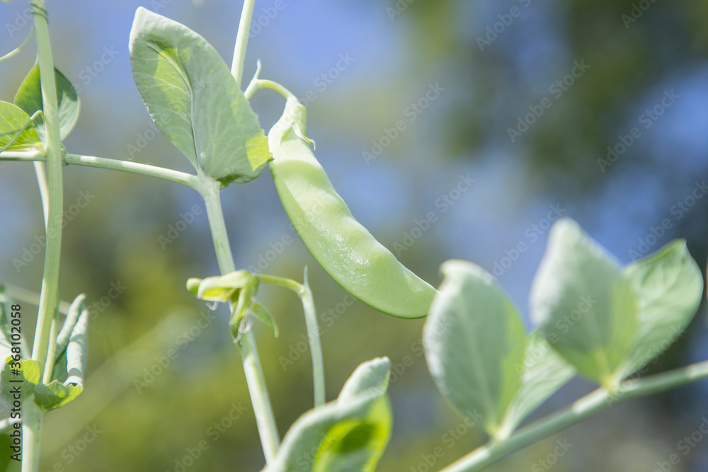 Sugar Snap Peas growing on a vine in a home garden Sugar Snap Peas growing on a vine in a home garden