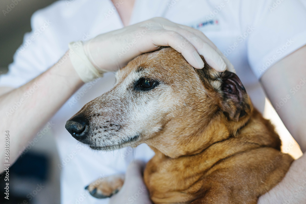 A veterinarian checks the teeth of an old red dog. Dachshund.