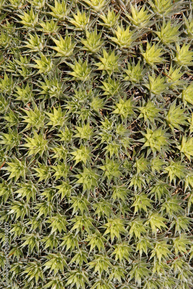 cactus background cactus background