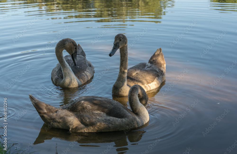 Three young gray swans swim in the lake at sunset.