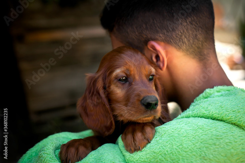Foto young Irish setter in the arms of a man