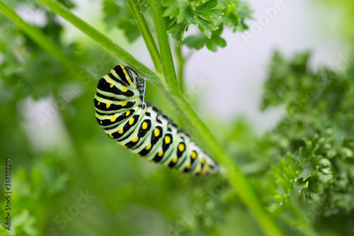 Black swallowtail caterpillar beginning to pupate and turn into a butterfly  © Katherine Kalmbach