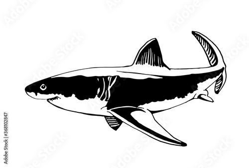 Graphical shark isolated on white background, vector seafood illustration