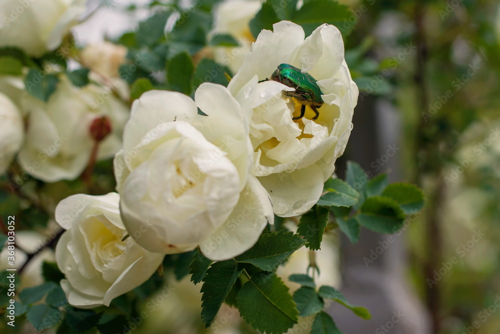 An emerald green beetle climbs into a white rose An emerald green beetle climbs into a white rose