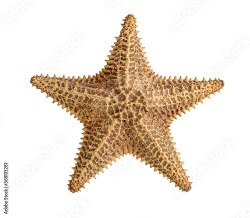 starfish isolated on a white background. Close-up. Side view