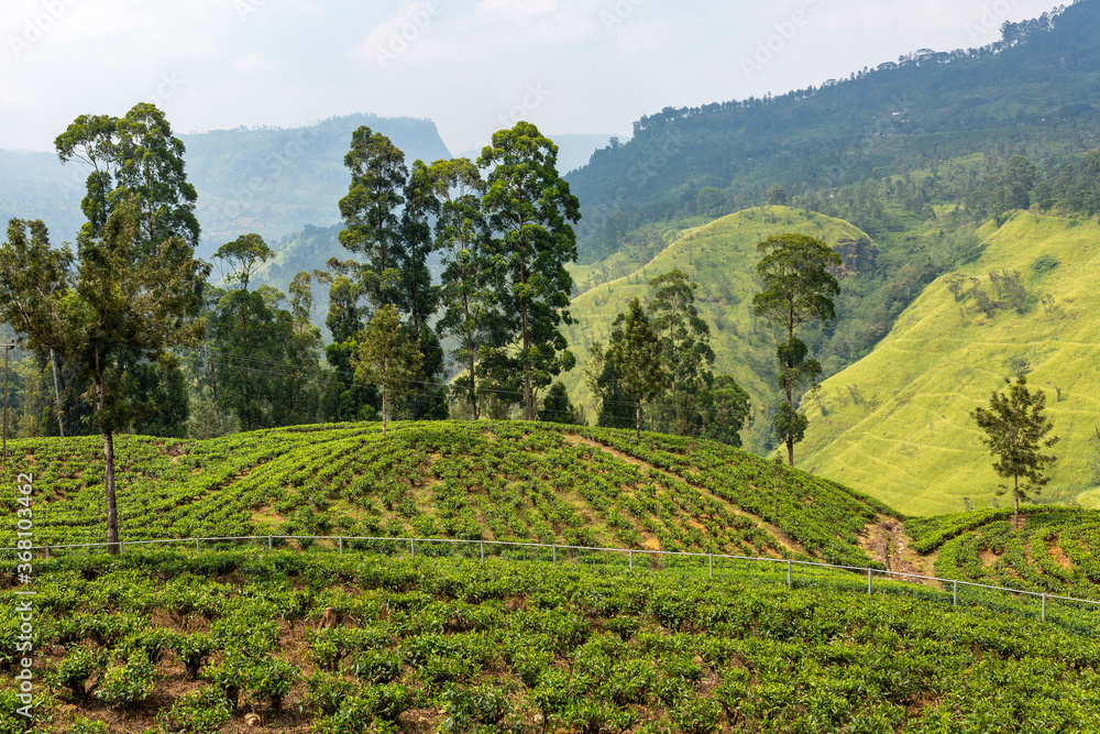 Plantations of tea bush plants. The hills where tea is grown