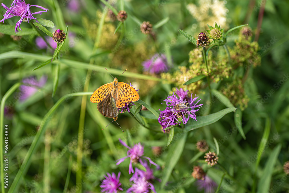 Two butterflies mating on a flower and a bee picking necks in the Swedish countryside. There are about 120 species in Sweden. Two butterflies mating on a flower and a bee picking necks in the Swedish countryside. There are about 120 species in Sweden.