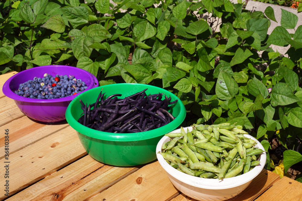 Blueberries, purple beans, green peas. Harvest time in the home garden. Summer garden. Blueberries, purple beans, green peas. Harvest time in the home garden. Summer garden.