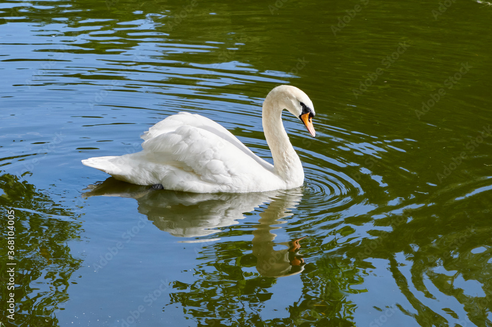 Moscow. Lonly white swan in the upper Tsaritsyn pond Moscow. Lonly white swan in the upper Tsaritsyn pond