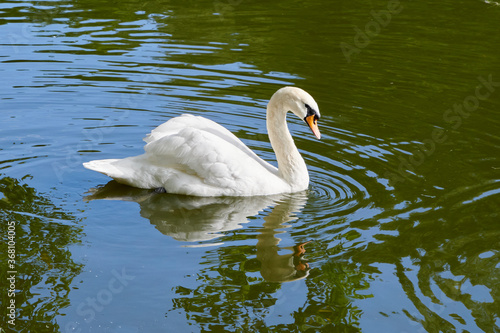 Moscow. Lonly white swan in the upper Tsaritsyn pond