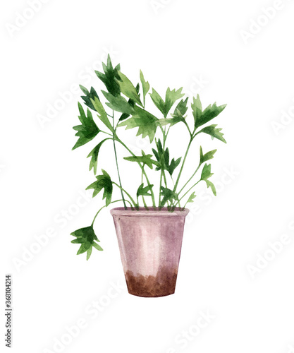 Herbs in a pot with watercolors