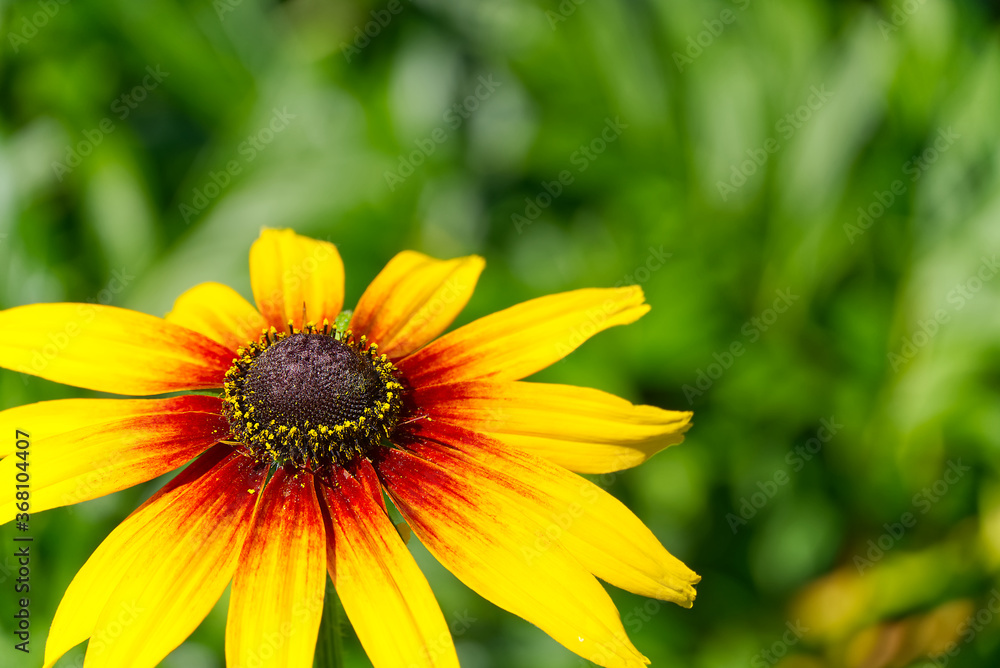 Campfire Rudbeckia, close up. Rudbeckia hirta, black-eyed rudbeckia, Bold golden perennial. Campfire Rudbeckia, close up. Rudbeckia hirta, black-eyed rudbeckia, Bold golden perennial.