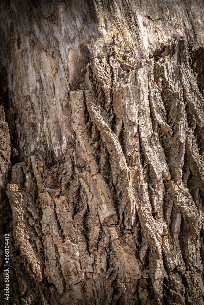 tree bark texture tree bark texture