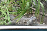 Big iguana in the zoo