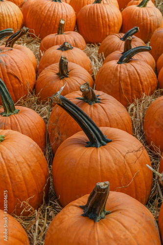 Close up of bright orange pumpkins for sale at farmstand during autumn.