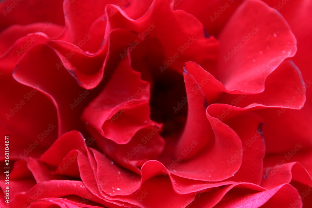 Obraz premium Photo King PDX 