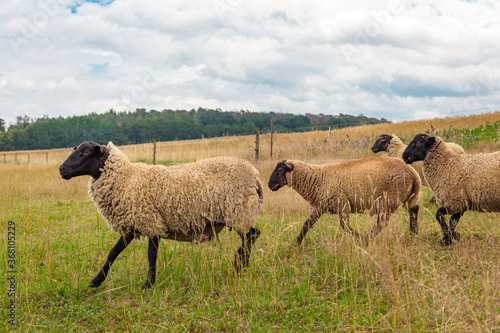 sheep in a paddock on an organic farm