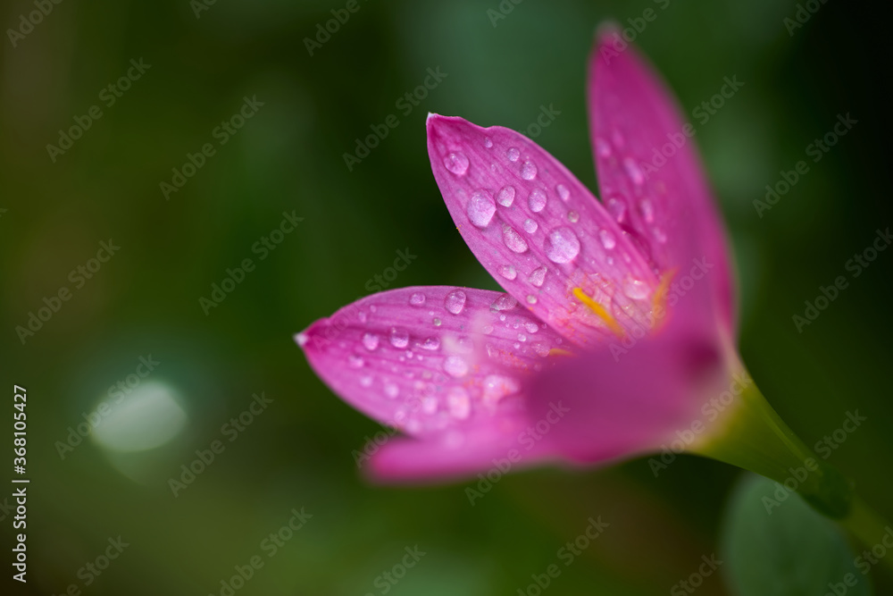 close-up view of the pink flower after the rain close-up view of the pink flower after the rain