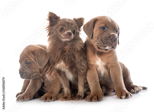 puppies cane corso and chihuahua