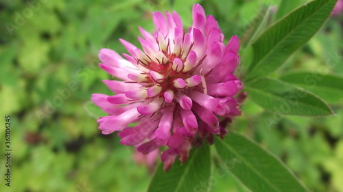 flower of a purple clover
