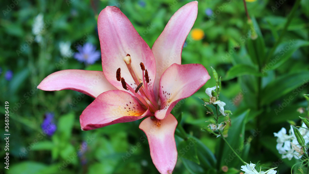 Obraz premium Pink lily in the garden. Lily flower close up.