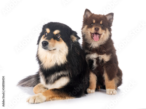  puppy and adult Finnish Lapphund