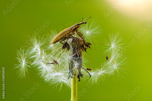 little beetle Curculionidae on a dandelion flower on a summer day