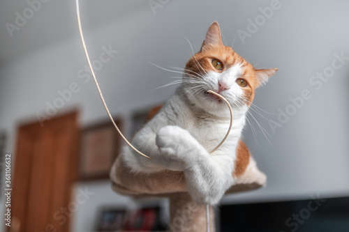 gato blanco y marron con ojos amarillos atrapa un cable electrónico con sus patas e intenta morderlo photo