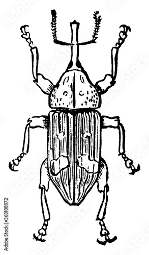 Weevil, vintage illustration.
