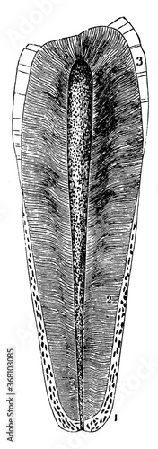Structure of Human Teeth, vintage illustration.