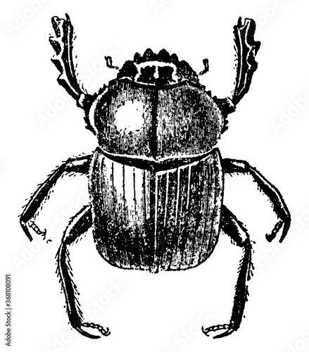 Scarab Beetle, vintage illustration.