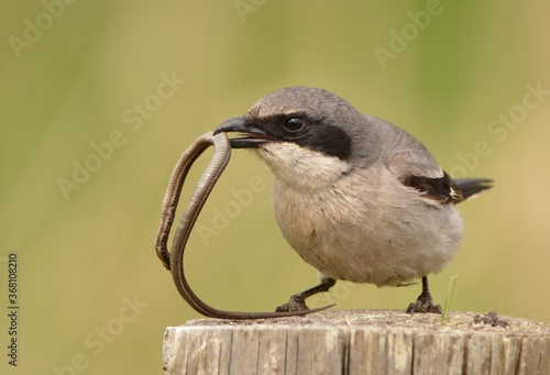 Loggerhead Shrike with it's snake meal