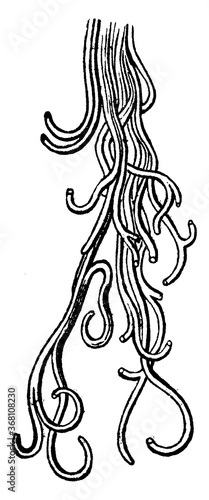 Connective Tissue, vintage illustration.