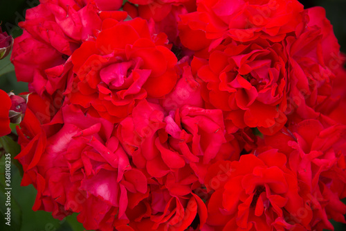 Background of red roses. Bushy red roses.