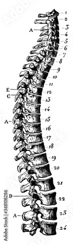 Human Spinal Column, vintage illustration.