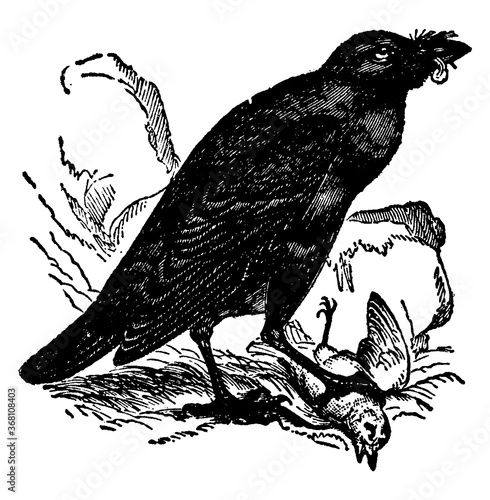 Raven or Sad Presageful Raven or Nothern Raven or Corvus corax, vintage illustration.