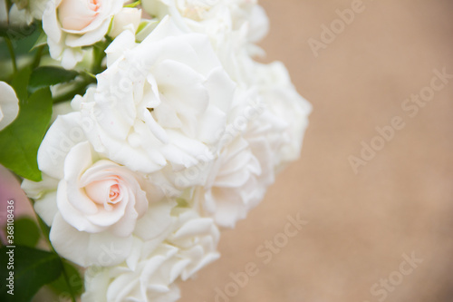 White Bush roses. Beautiful background of white roses