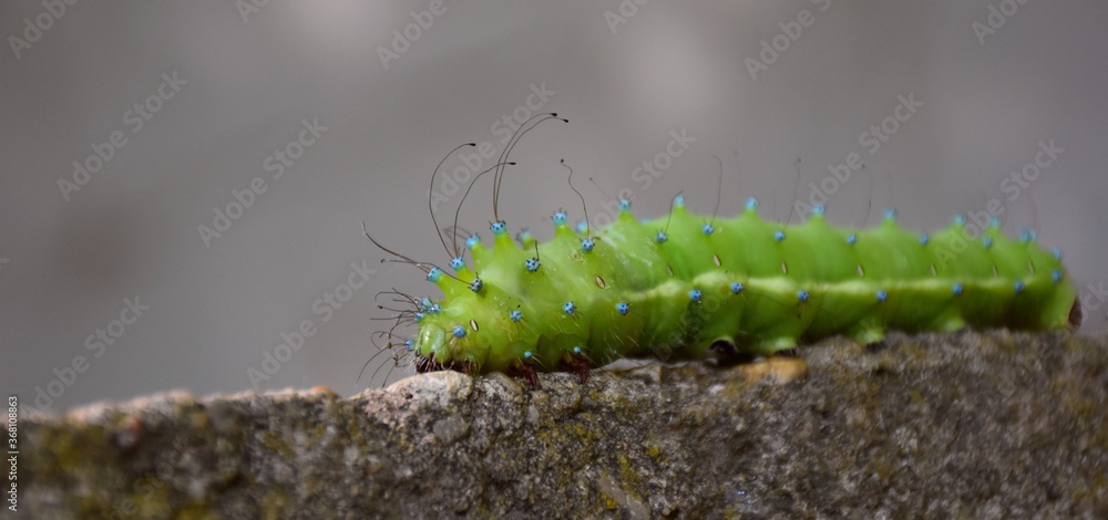 Fototapeta premium Saturnia pyri larva on rock, focus on head and long hairs.