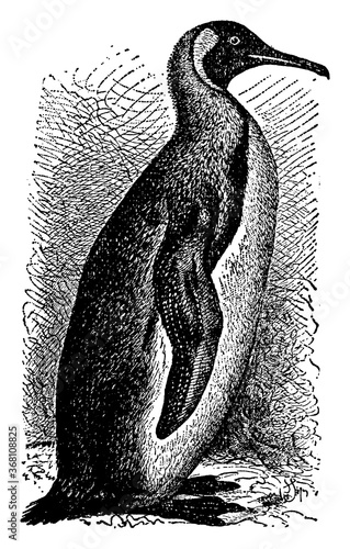 Penguin, vintage illustration.