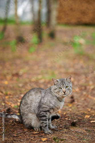 Sad cat sitting in the forest and looking at the camera
