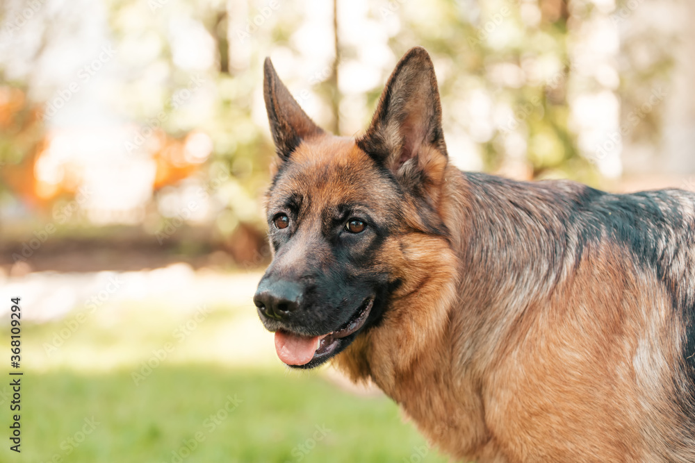 German shepherd in the park. Portrait of a purebred dog. German shepherd in the park. Portrait of a purebred dog.