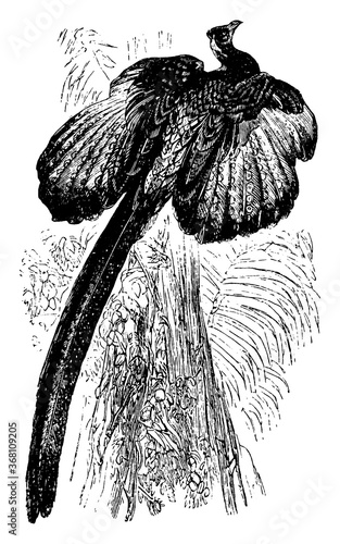 Argus Pheasant, vintage illustration.